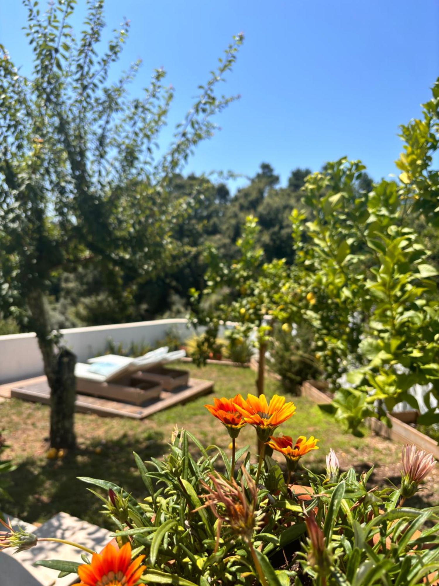 Casa Da Oliveira Bed and Breakfast Pedrogao Grande Exteriör bild